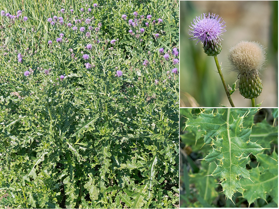 A Canada Thistle plant