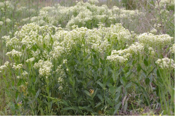 A Hoary Cress Plant 